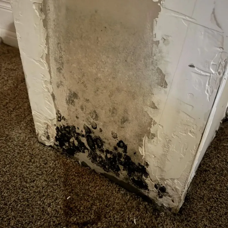Professional Mold Removal in Buffalo, TX